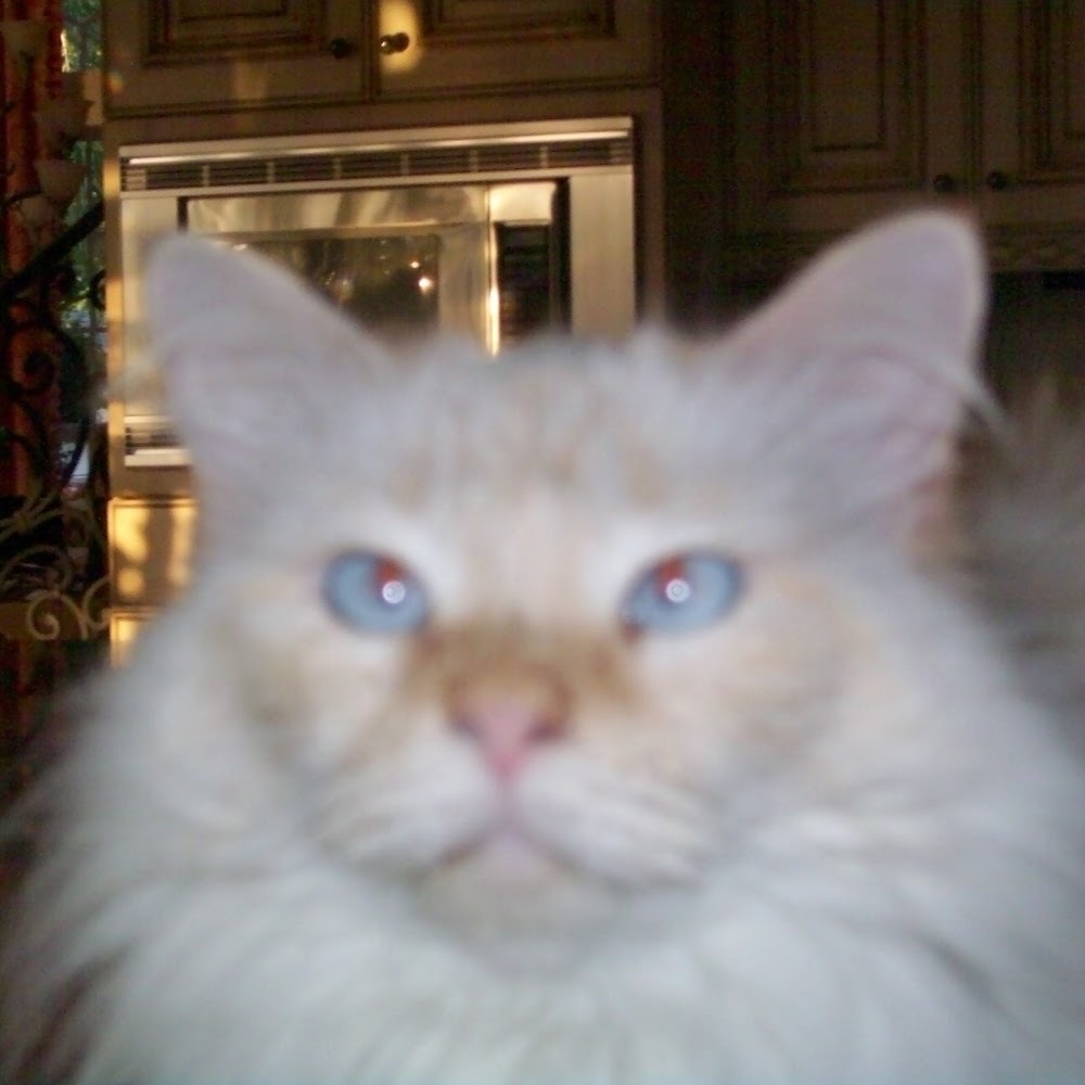 Meet your Posher, Mei mei